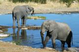 Climbing out of the waterhole at Halali