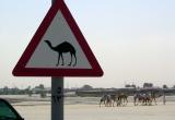 Camel Crossing Dubai