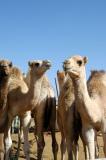 Al Ain Camel Market