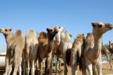 Al Ain Camel Market