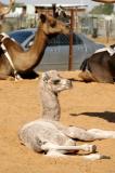 Baby camel