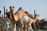 Al Ain Camel Market