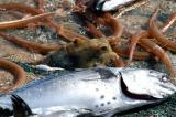 Unfortunately, fishermen here aren't too keen on throwning back the non-commercial fish