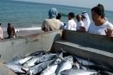 Fish is the back of a truck headed for the market