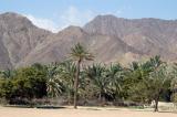 Palms and the Hajar Mountains