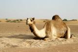 Camel