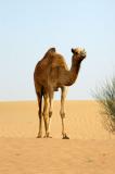 Camel in the desert