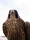 Falcon