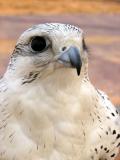 Falcon