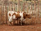 Longhorn Cattle, Pipespring National Monument