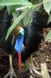 Southern Cassowary