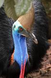 Southern Cassowary