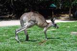 Kangaroo using its tail to walk