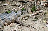 Freshwater Crocodile, Rain Forest Habitat, Port Douglas