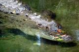 Saltwater Crocodile, Rain Forest Habitat, Port Douglas