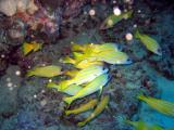 PortDouglasDive 147.jpg