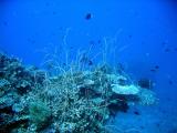 DiveCairnsOct05 032.jpg