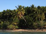 Leaning palm tree, Dunk Island