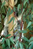 Koala hanging around Lone Pine