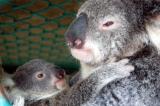 Mother and baby koala, Lone Pine Koala Sanctuary, Brisbane