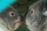 Koalas touching noses, Lone Pine Koala Sanctuary