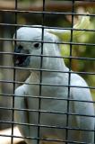 Imprisoned Sulpher-crested Cockatoo