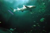 Open Ocean Oceanarium, Sydney Aquarium