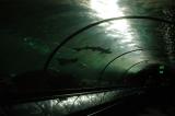 Tunnels pass through the Open Ocean Oceanarium, Sydney Aquarium