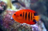 Flame angelfish, Great Barrier Reef Oceanarium, Sydney Aquarium