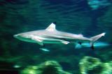 Blacktip Reef Shark, Shark Ray, Great Barrier Reef Oceanarium, Sydney Aquarium
