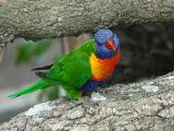 Rainbow Lorikeet, Sydney