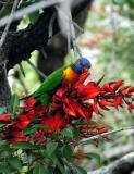Rainbow Lorikeet, Sydney