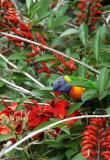 Rainbow Lorikeet, Sydney