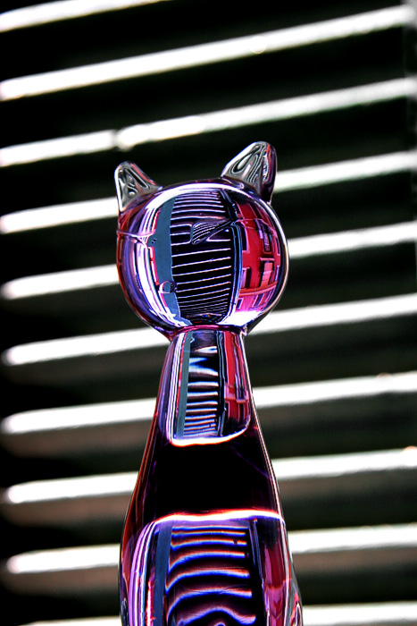 window cat