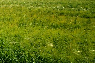 wind blowing on the fields between Pienza and Monticchiello