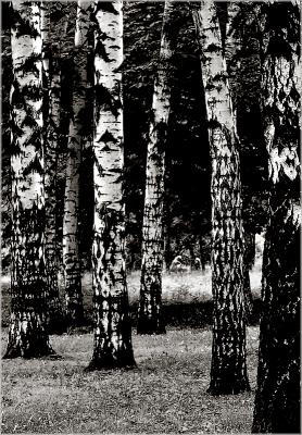 birches