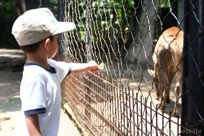 Feeding the deer