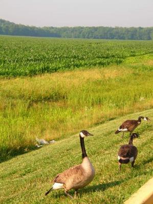 Geese & Big Damn Corn FieldAs a kid I detassled cornI shudder at the sight of the field!