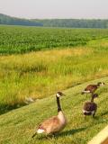 Geese & Big Damn Corn Field<br>As a kid I detassled corn<br>I shudder at the sight of the field!