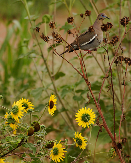 White Winged Dove