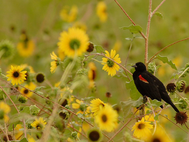 Male Redwinged Blackbird