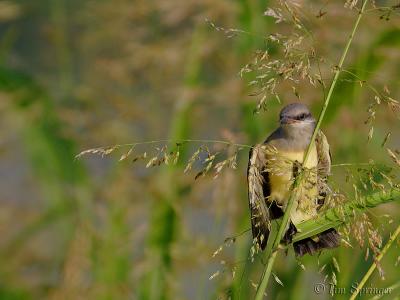 Eastern Kingbird