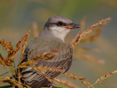 Eastern Kingbird