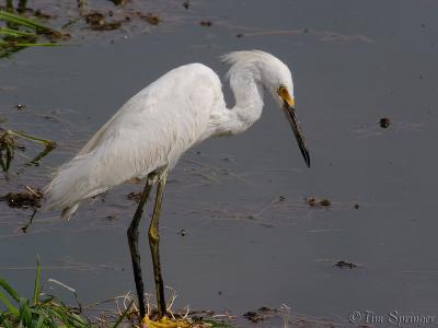 Snowy Egret