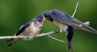 Barn Swallows
