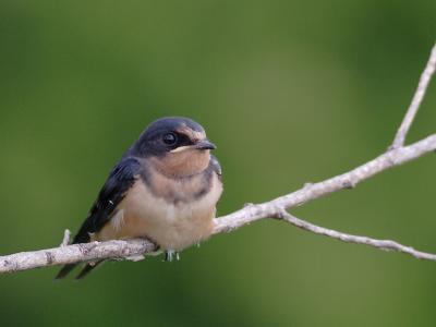 Barn Swallow
