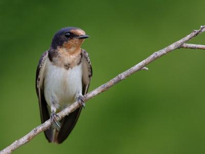 Barn Swallow