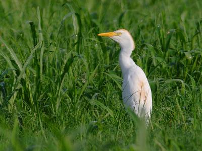 Cattle Egret