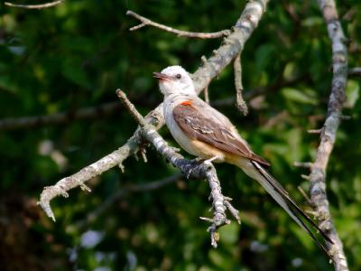 Scissor-tailed Flycatcher