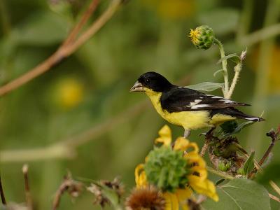 Male Black-backed Lesser Goldfinch